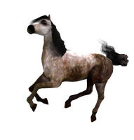 Free low resoloution dapple grey texture for the Poser 4 horse