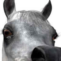 Free longer lashes for the Millennium Horse form Daz 3d